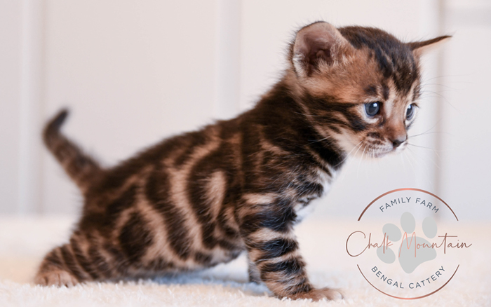 Bengal kitten for sale